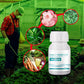 Plant Bloem Insectenwerende Tablet (50% KORTING)