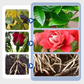 🌱Multi-Plant Vloeibare Reviver